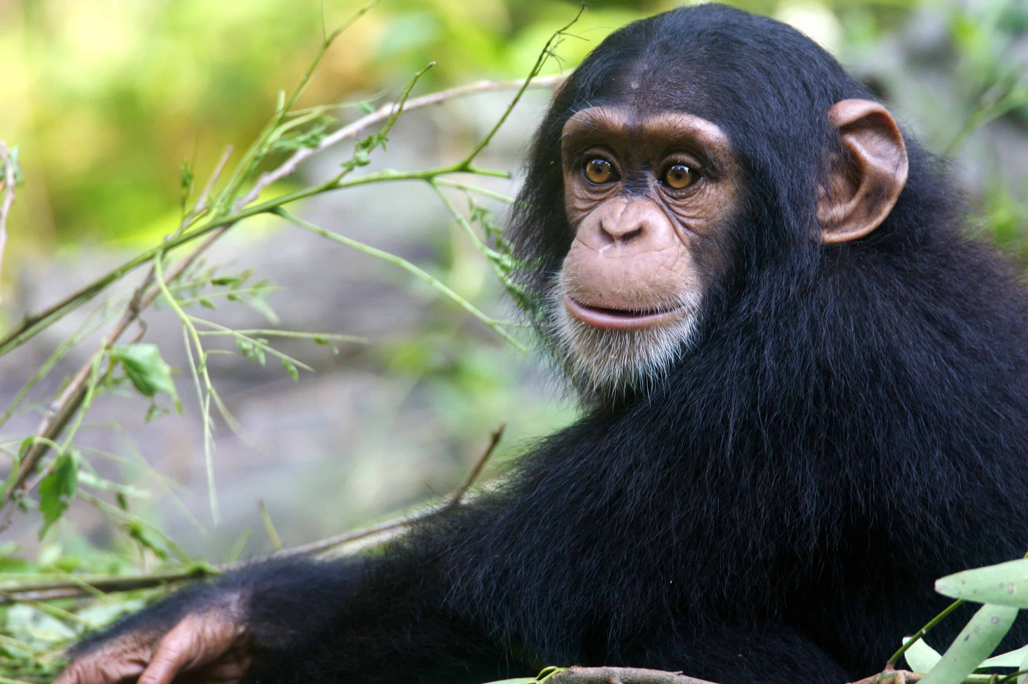 average iq chimpanzee