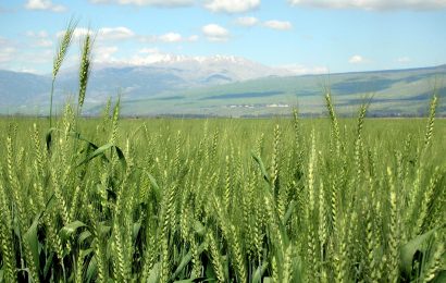 30 Important Facts About The Green Revolution 