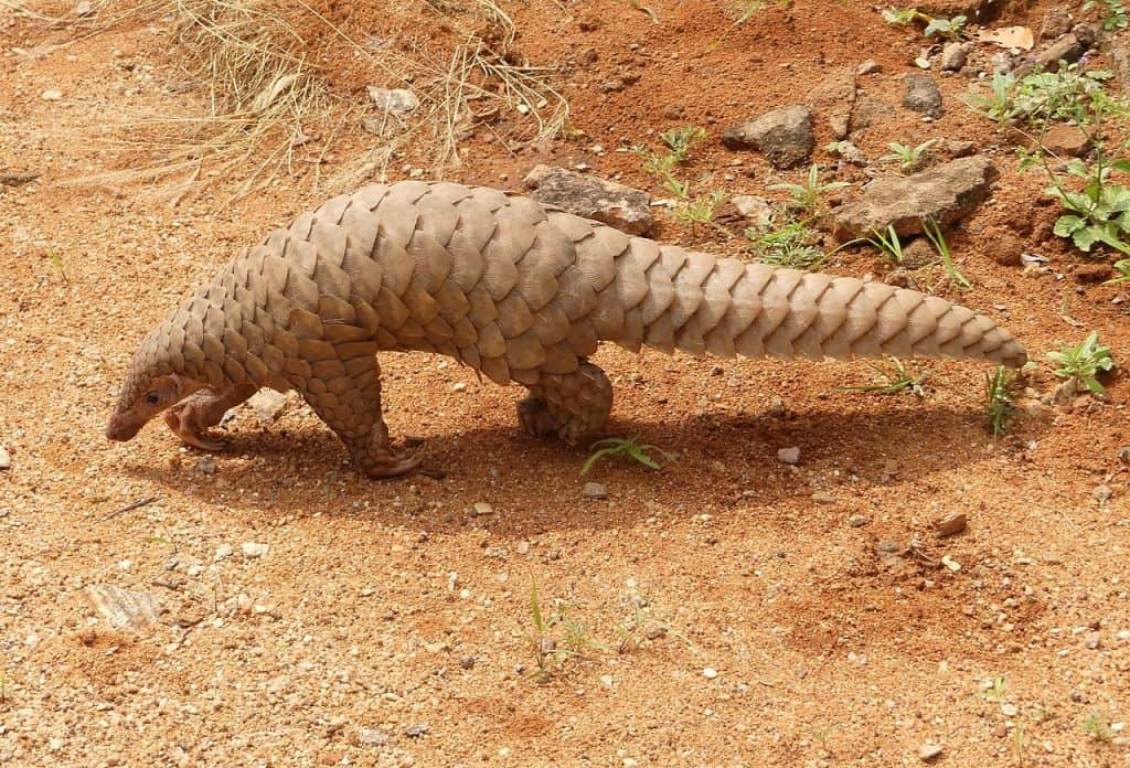 50 Interesting Pangolin Facts You Have to Know About | Facts.net