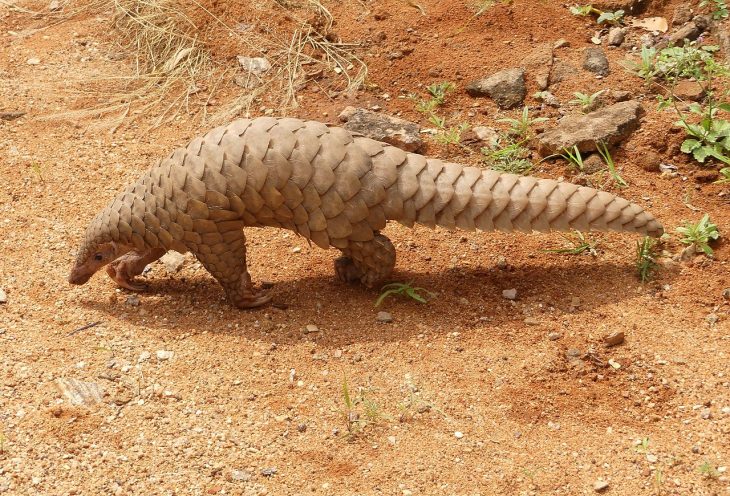 A pangolin without any reason to fear people around it.