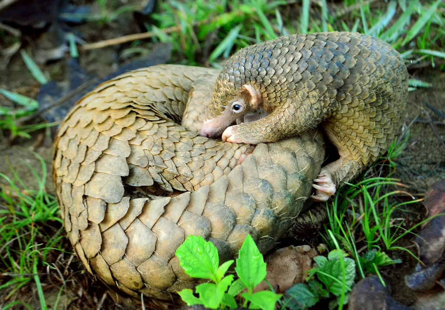 50 Interesting Pangolin Facts You Have to Know About | Facts.net