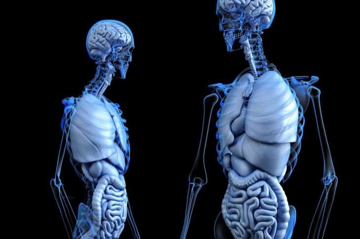 The Human Body: Anatomy, facts & functions