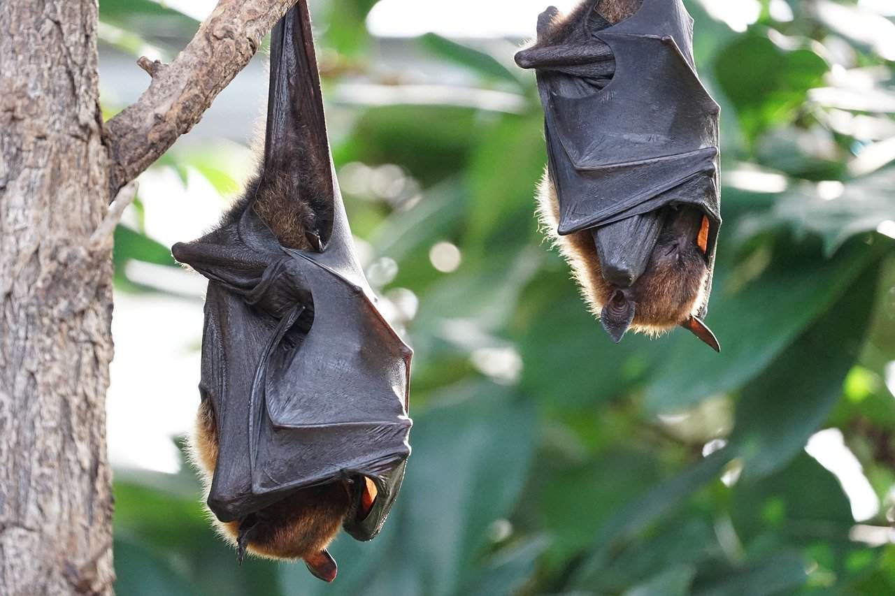 coronavirus from bats