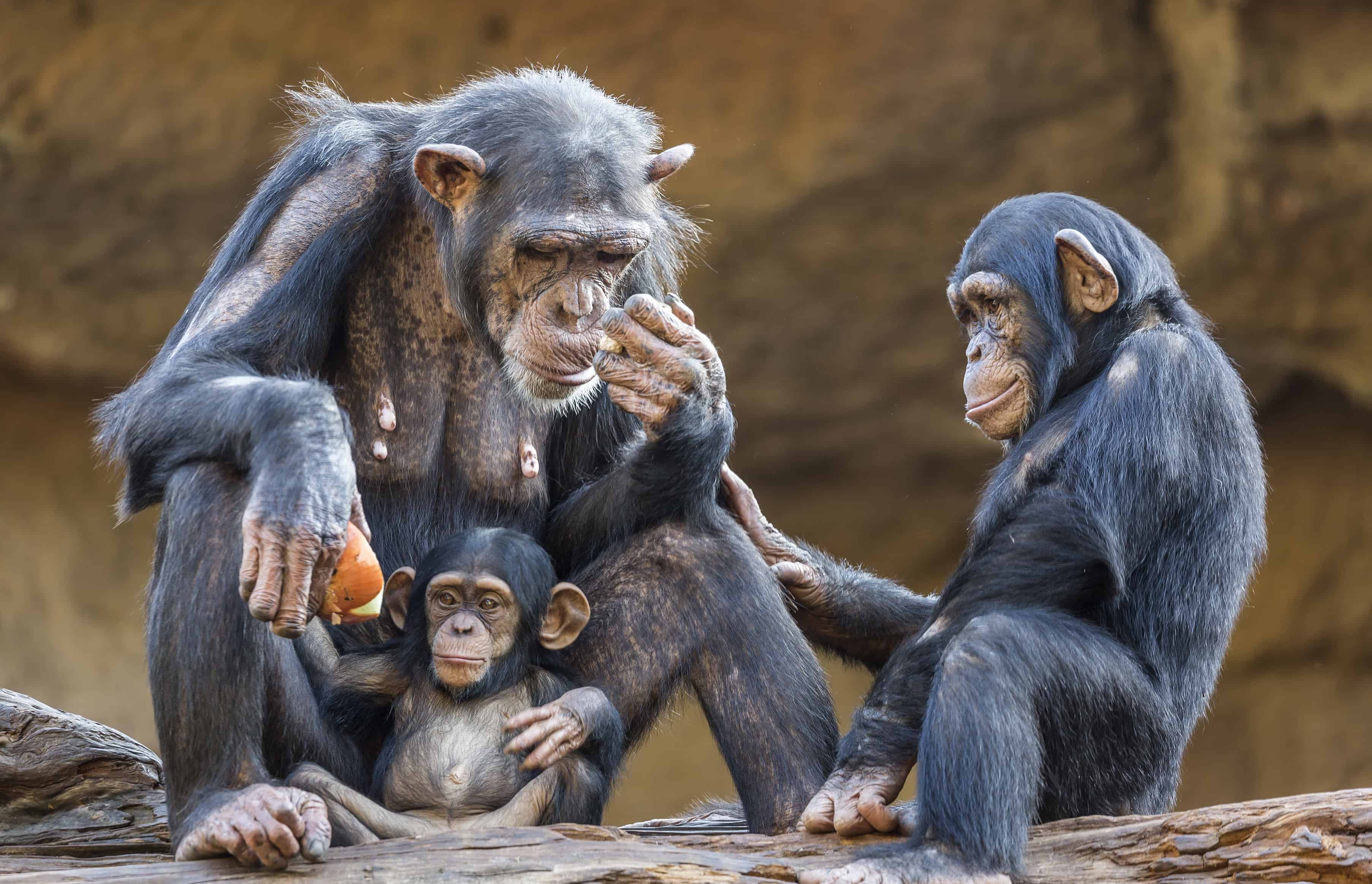 50 Chimpanzee Facts About The Great Ape Facts 50 Chimpanzee Facts About The Great Ape Facts