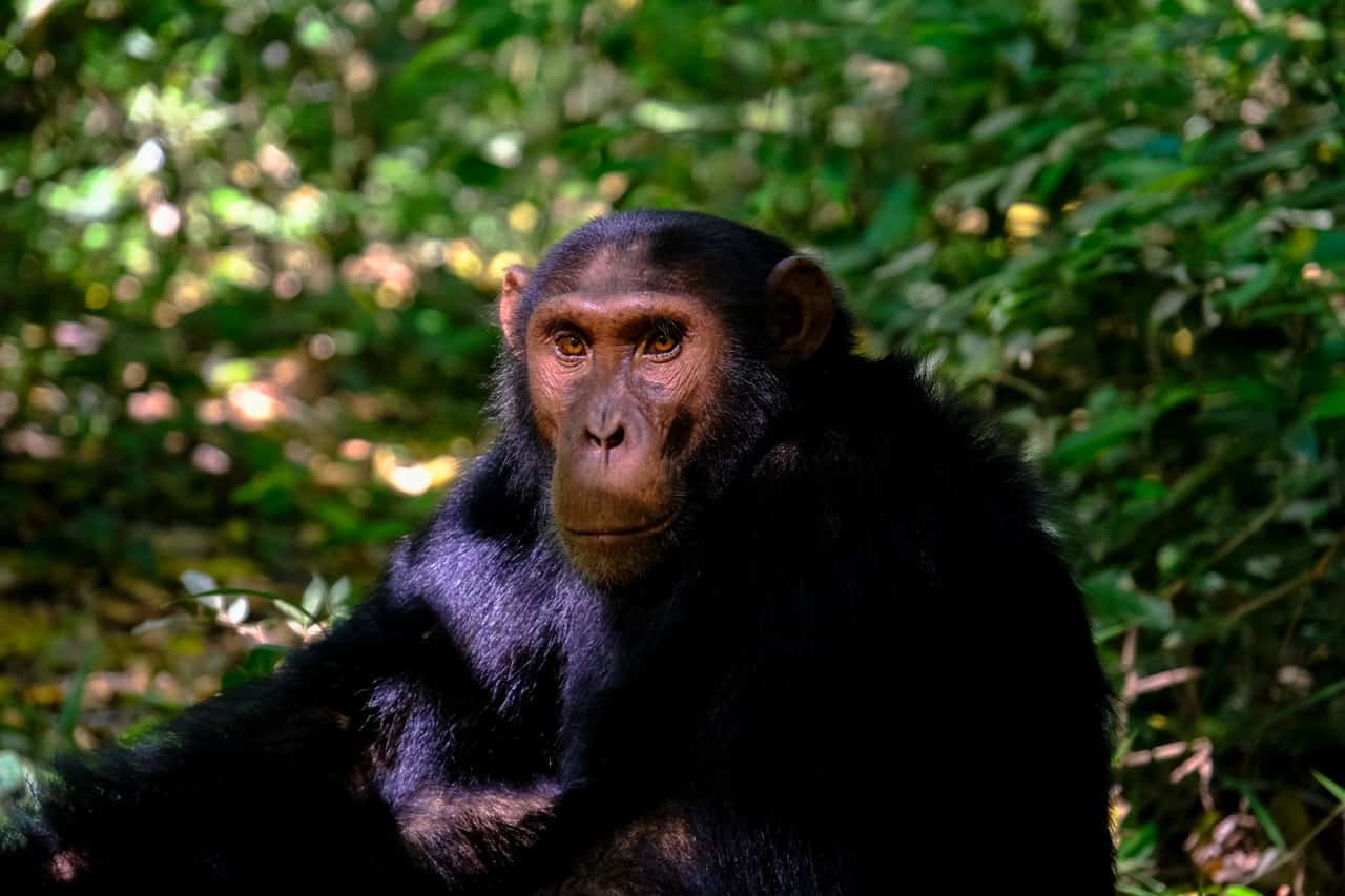 50 Chimpanzee Facts About The Great Ape | Facts.net