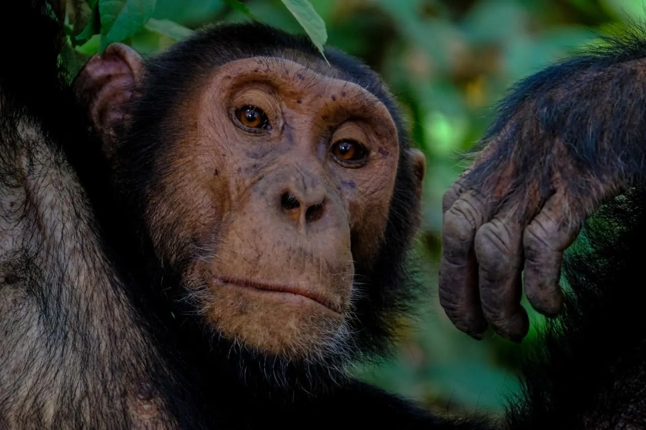 chimpanzee monkey images