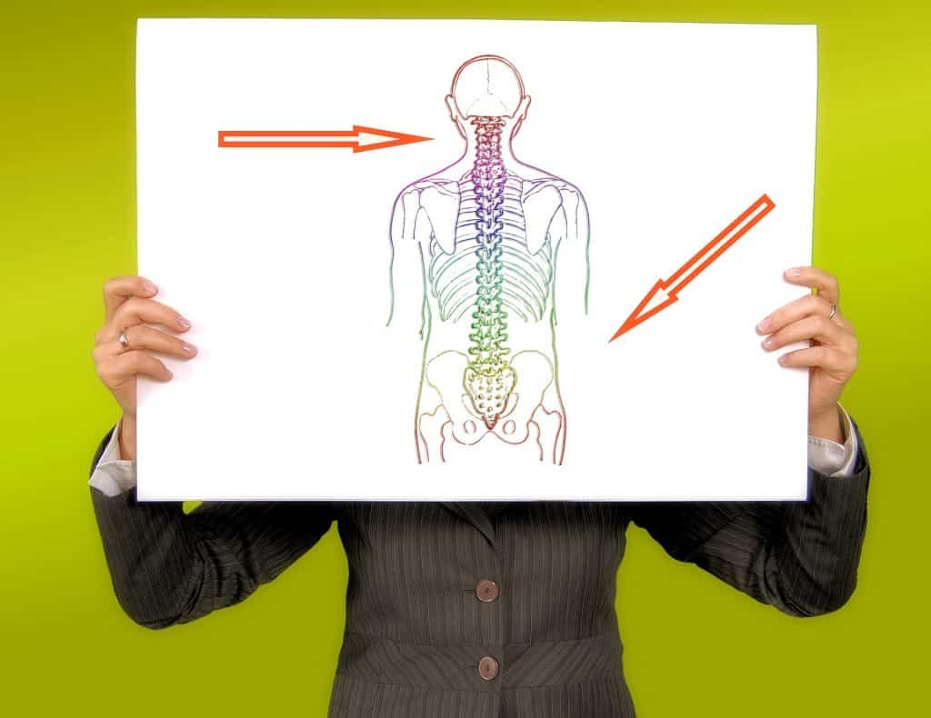 evolution of life bone structure