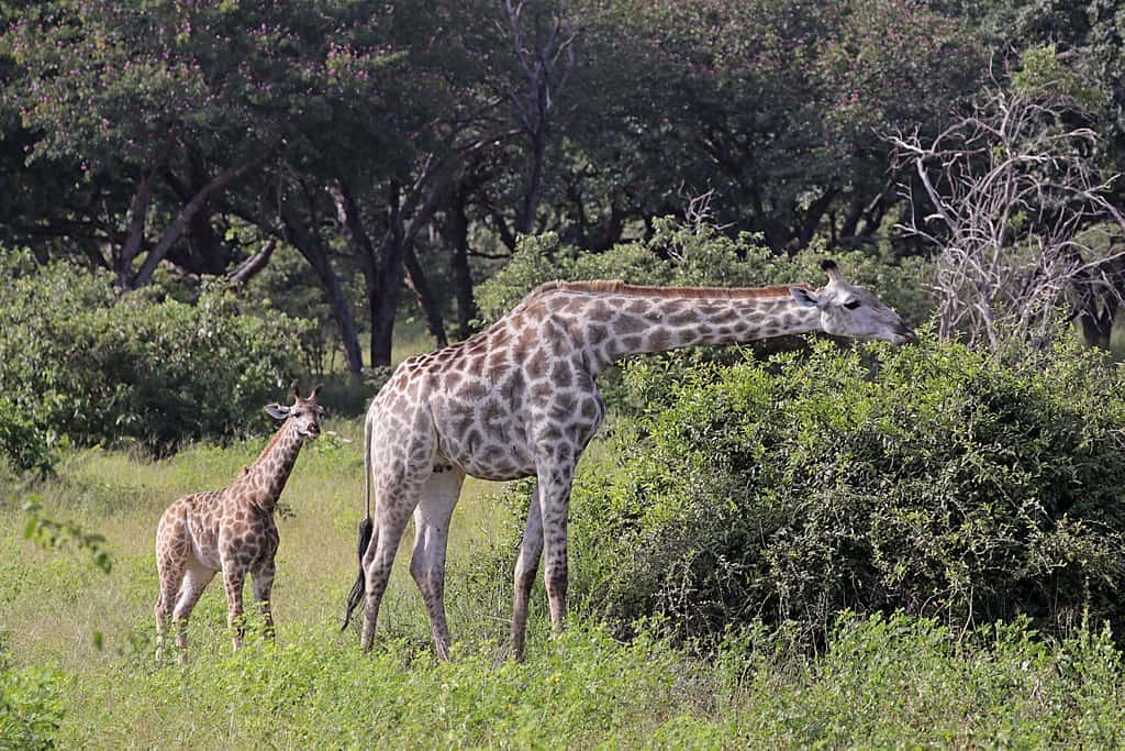 50 Interesting Giraffe Facts That Will Tower Over You