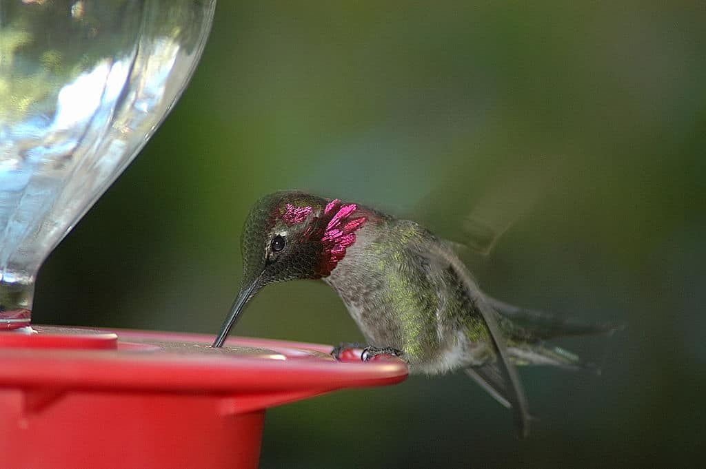 anna's hummingbird, water