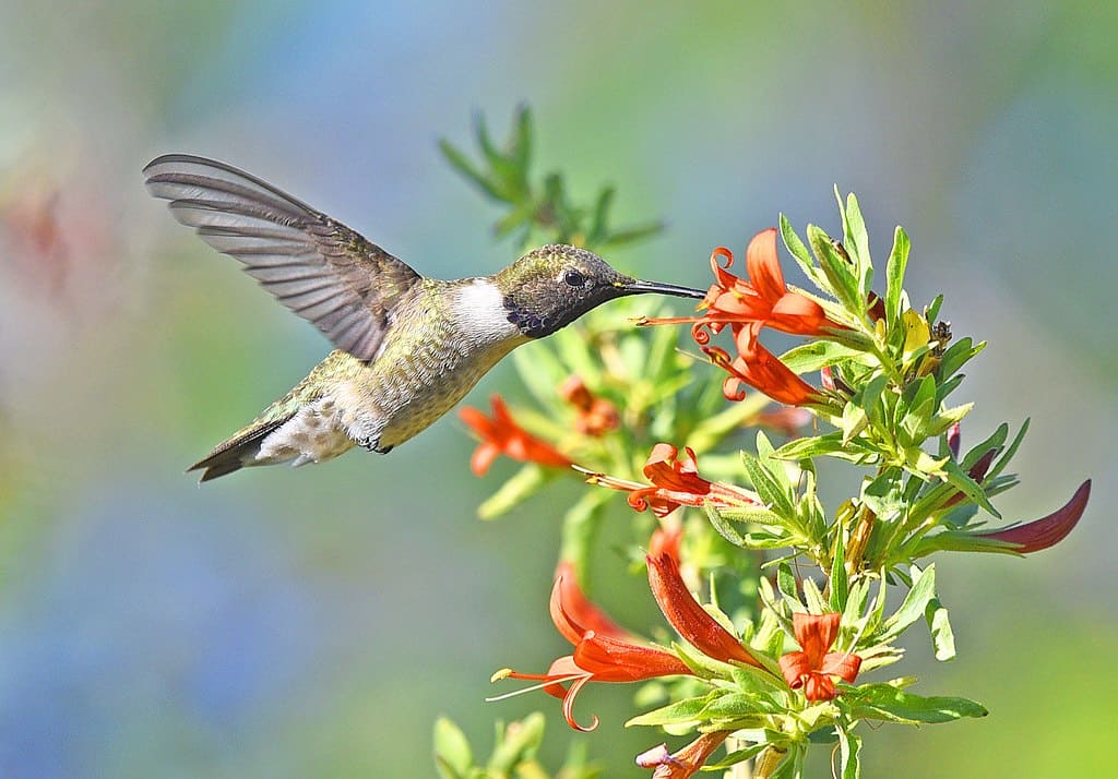 hummingbird facts, flower