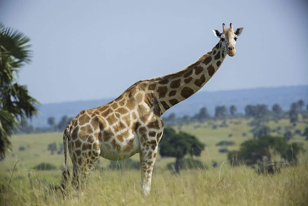 50 Interesting Giraffe Facts That Will Tower Over You