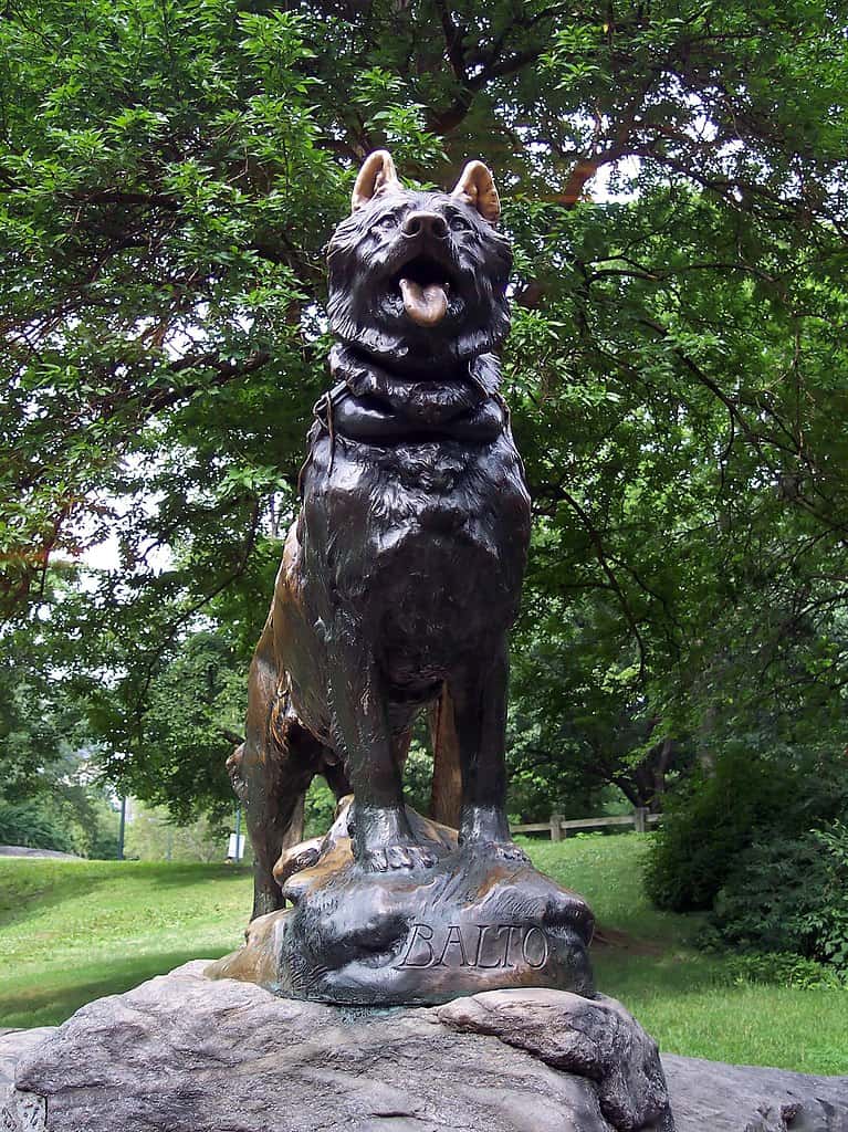 statue, balto, siberian husky facts