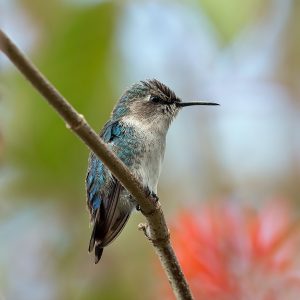 40 Cool Hummingbird Facts About The World's Smallest Bird