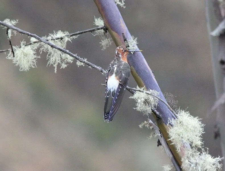 patagona gigas, branch, flowers