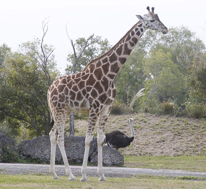 reticulated giraffe, giraffe facts