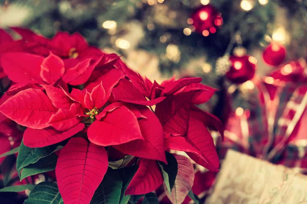 Poinsettias