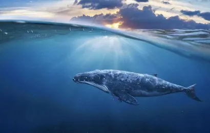 50 Whale Facts About The Giants Of The Ocean 