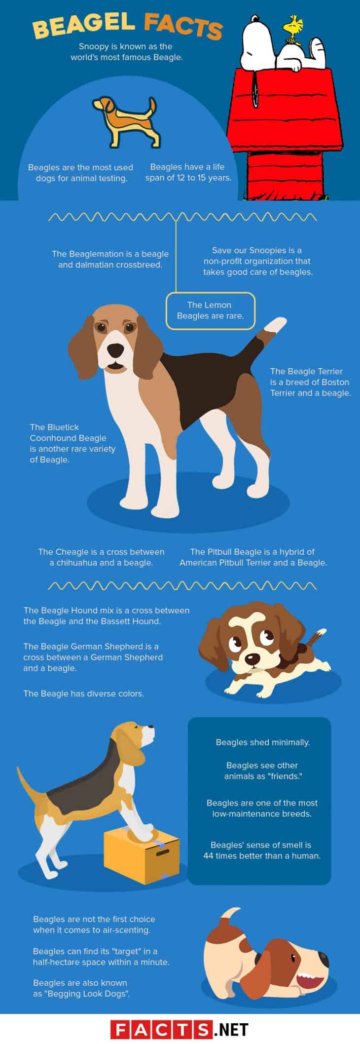 40 Surprising Beagle Facts About This Adorable Hound - Facts.net