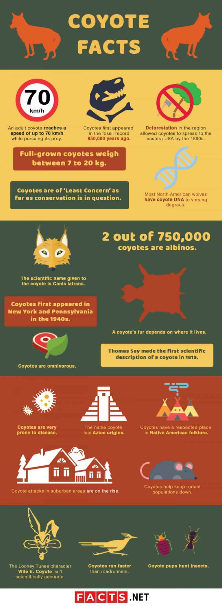 50 Interesting Coyote Facts That You Should Know - Facts.net