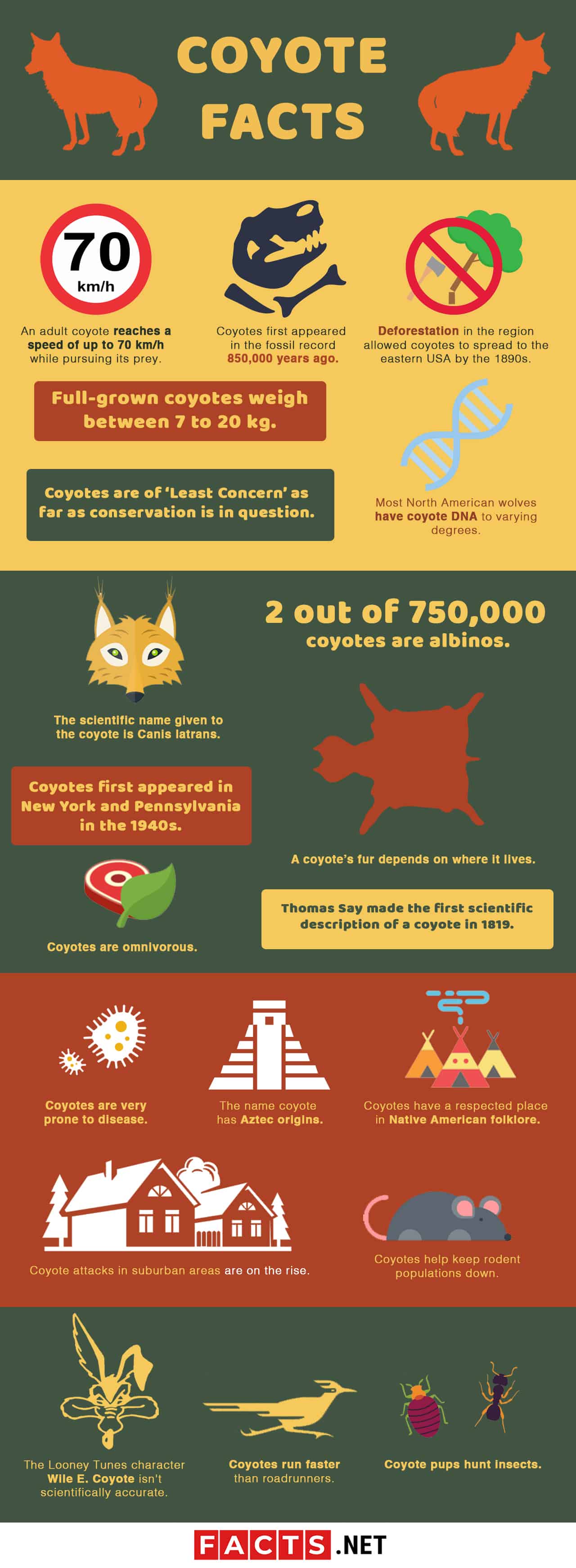 Coyote Facts Infographics