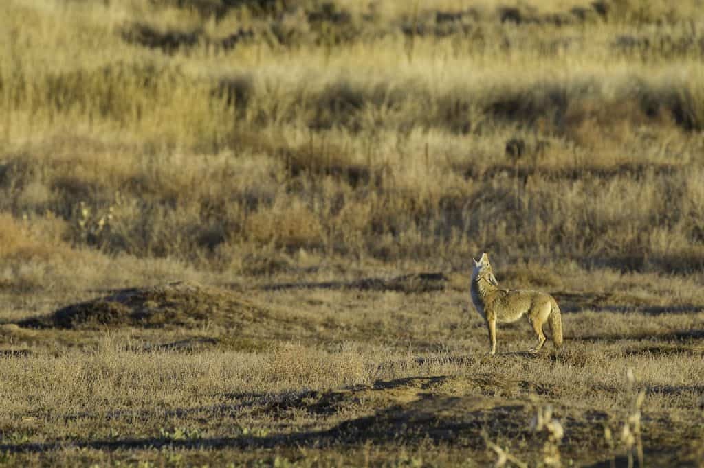 Lo Que Debes Saber Sobre El Coyote Everything You Need To Know About Coyotes 0885