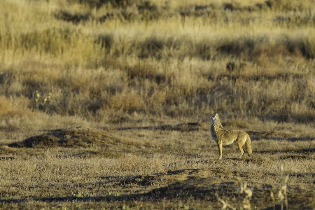 50 Interesting Coyote Facts That You Should Know - Facts.net