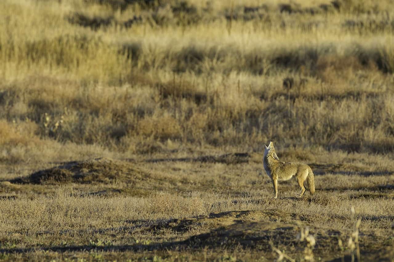 een coyote die in de lucht huilt.