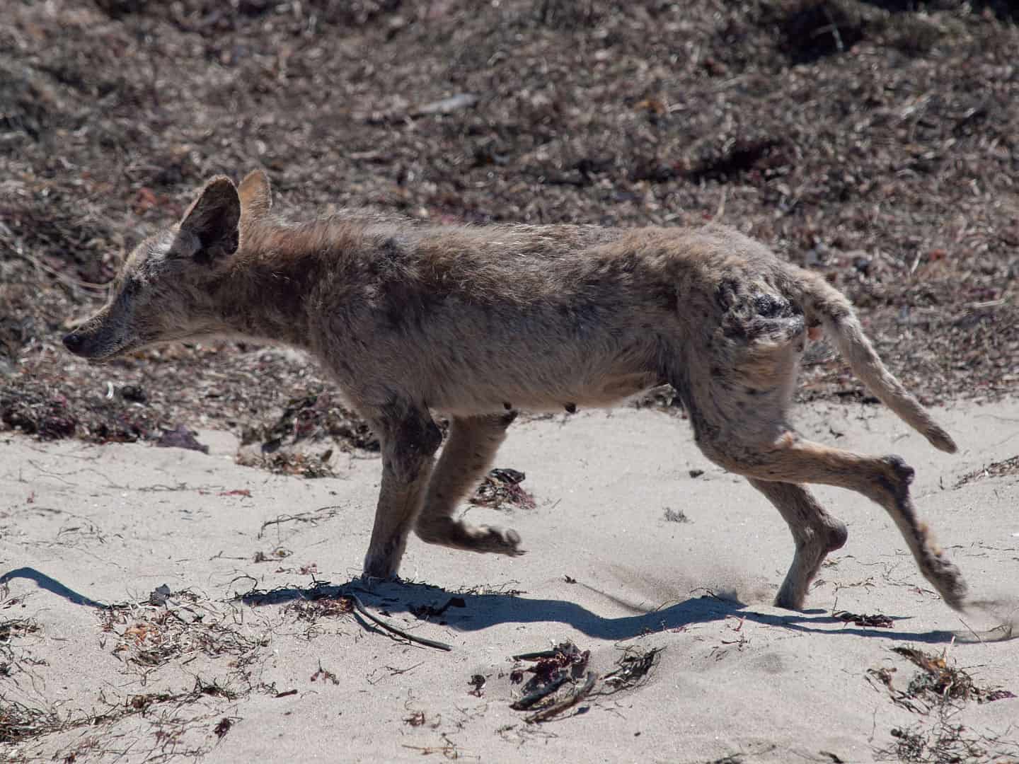 een coyote in Californië die lijdt aan schurft.