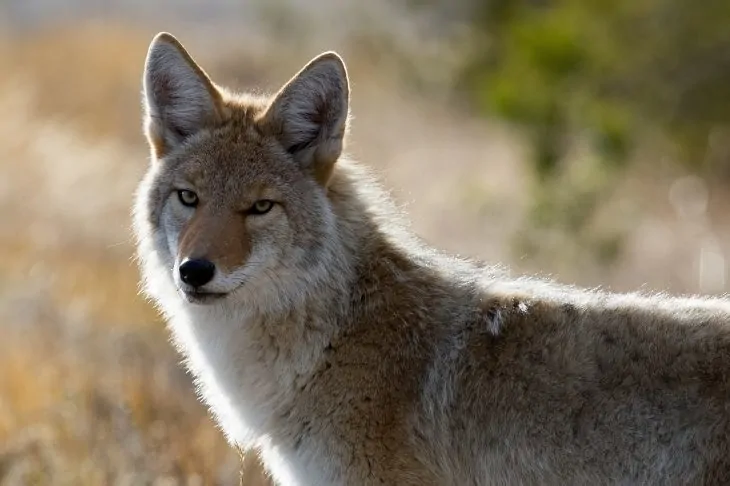 A coyote looks at the camera as a picture is taken.