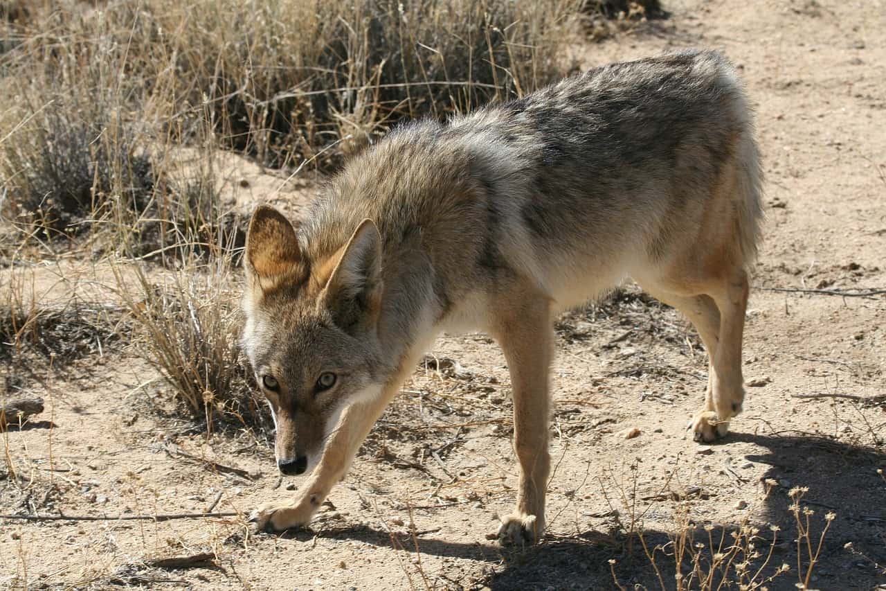 een lichte coyote in het wild