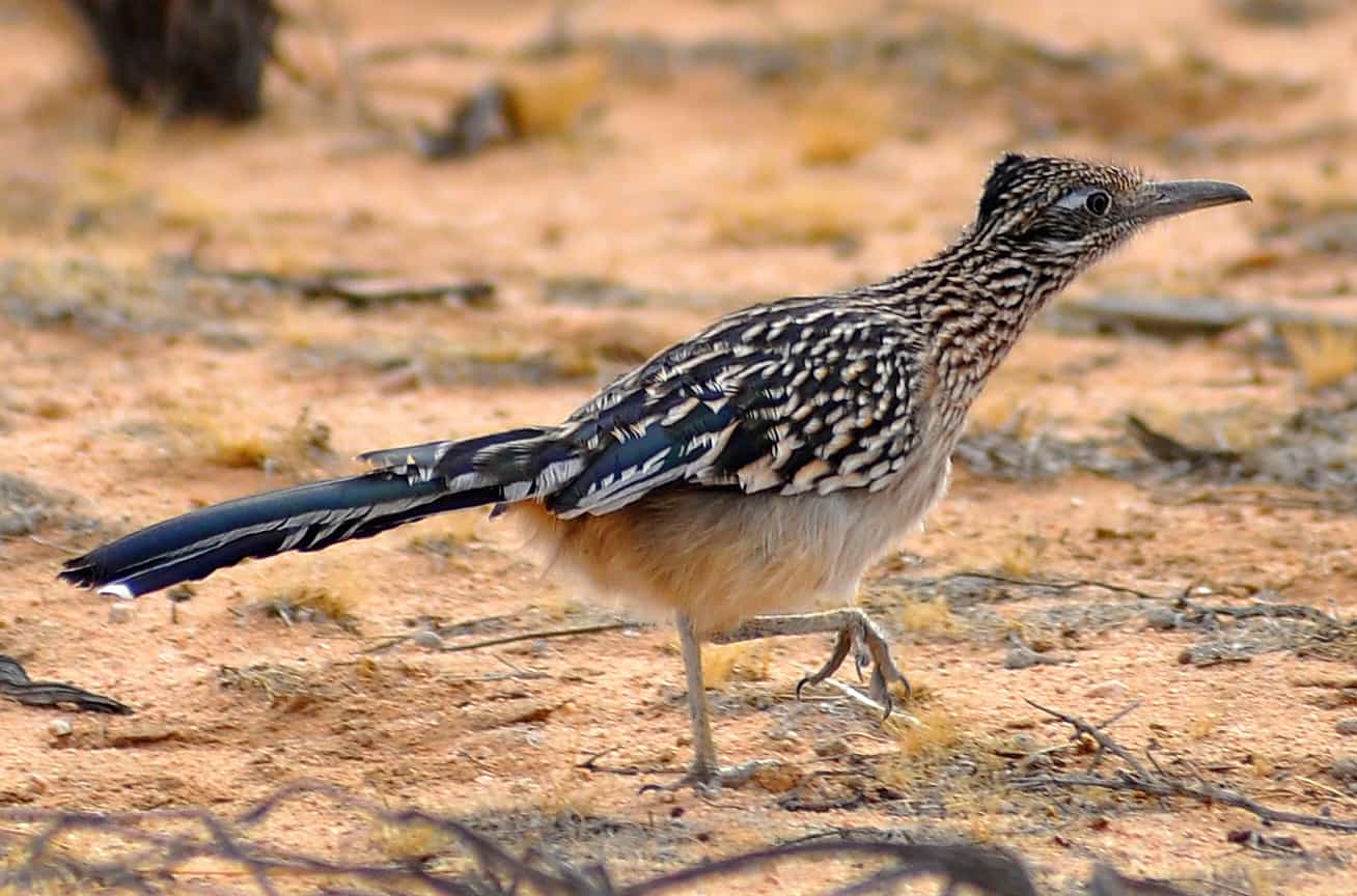 een roadrunner die op de grond loopt.