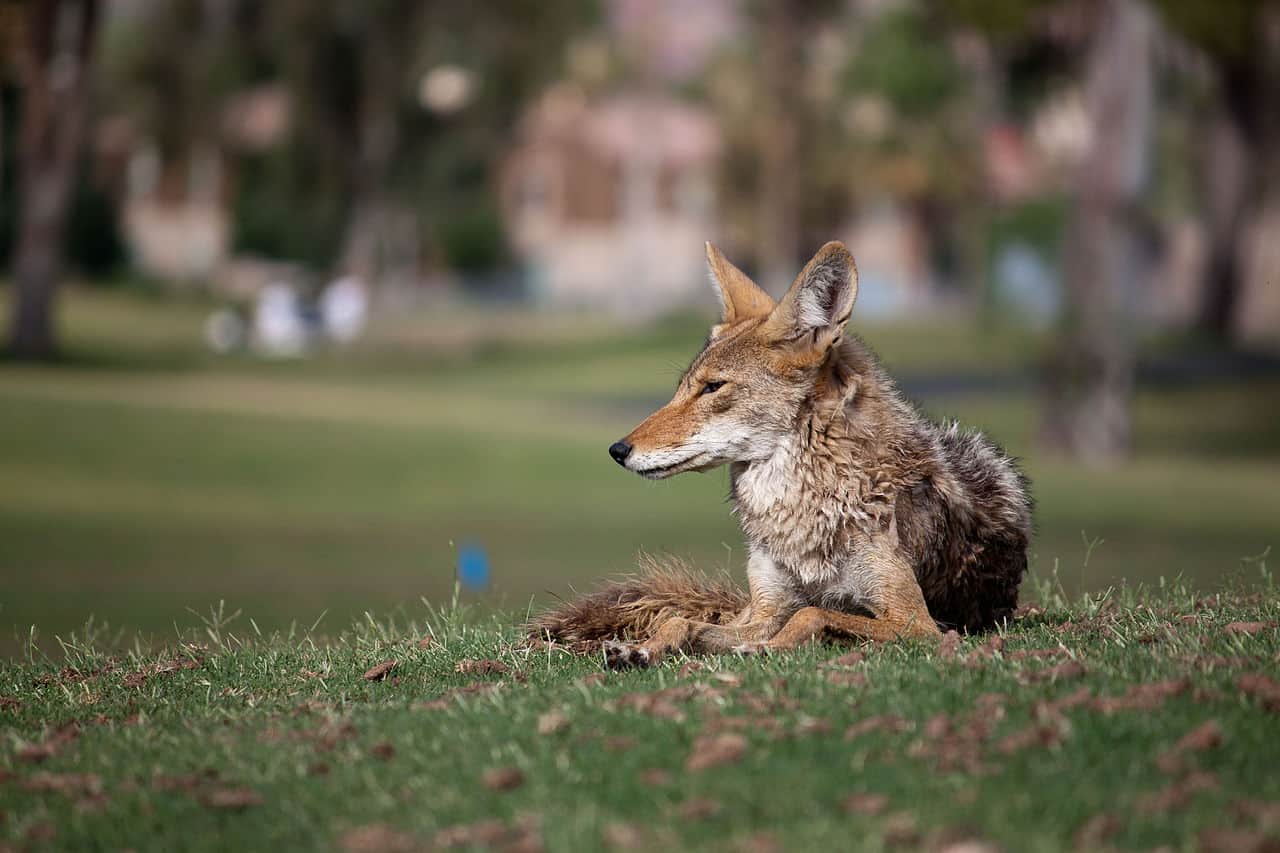 een stedelijke Coyote ontspant in Scottsdale, Arizona.