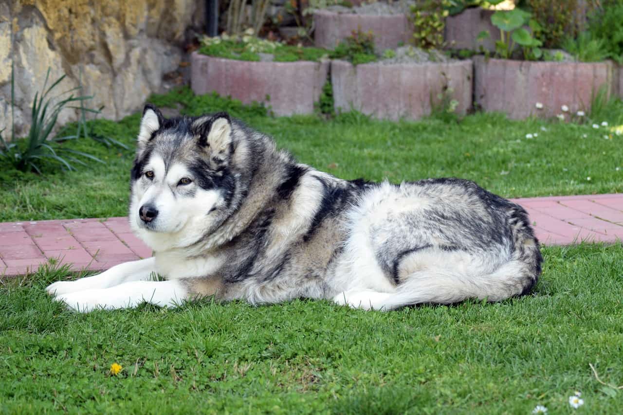 alaskan malamute, wolf facts