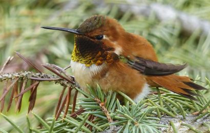 40 Cool Hummingbird Facts About The Worlds Smallest Bird