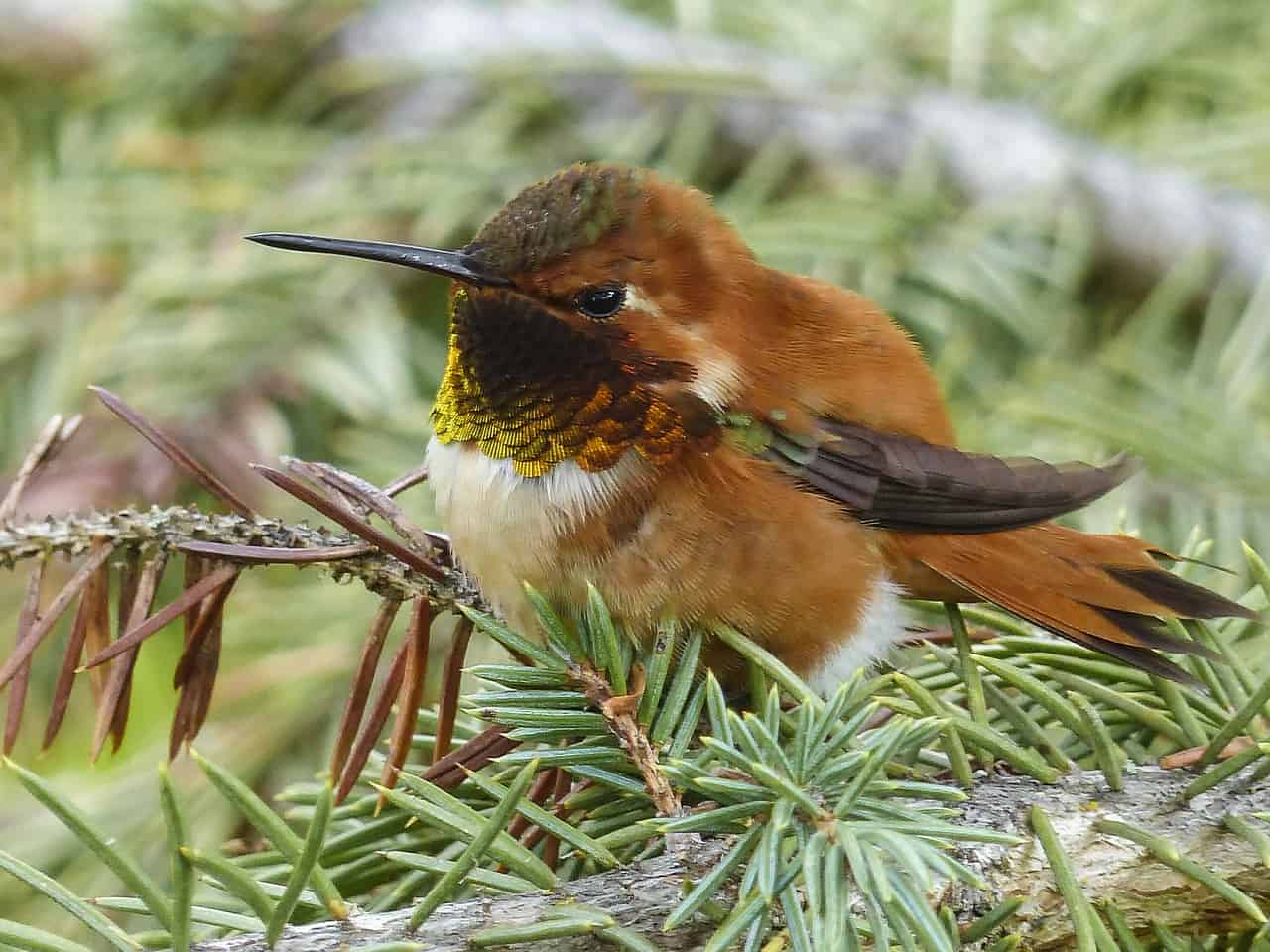 40-cool-hummingbird-facts-about-the-world-s-smallest-bird