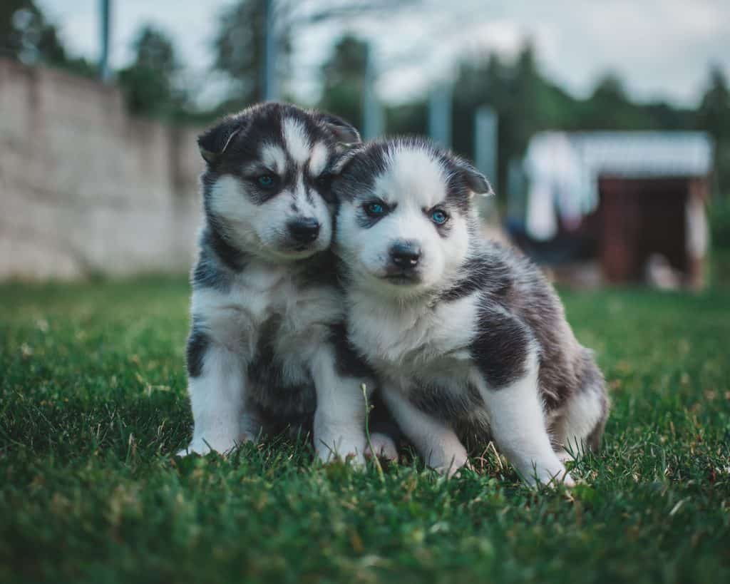 full blooded siberian husky