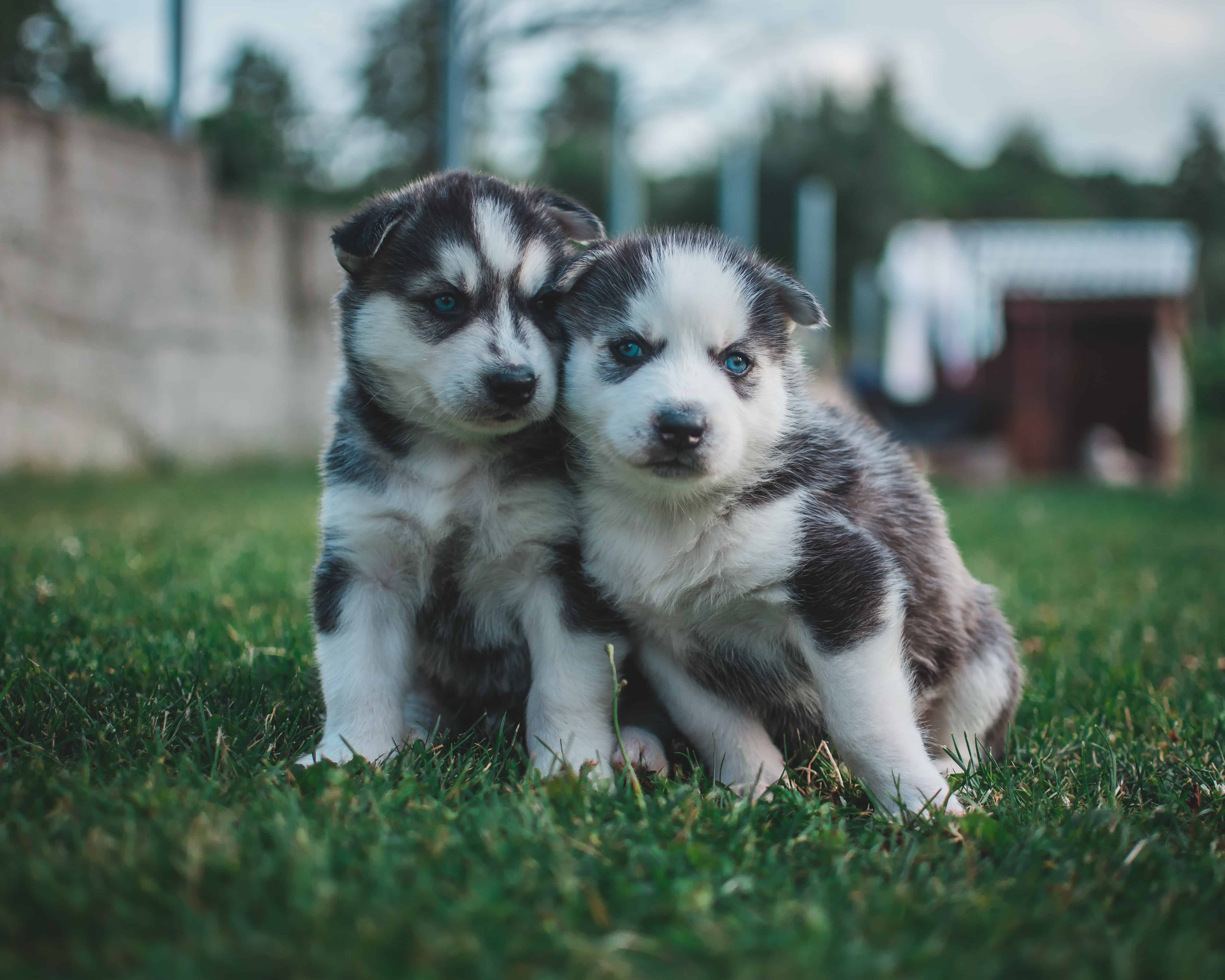 are huskies just mouthy