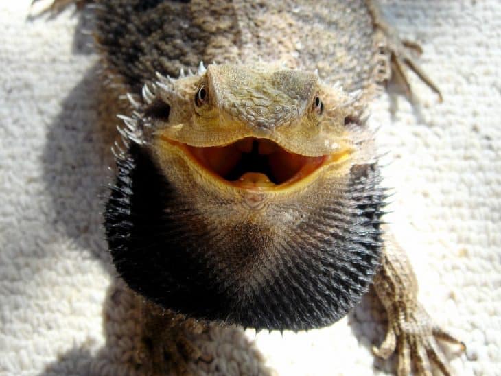 bearded-dragon-h-t-t-y-d-amino