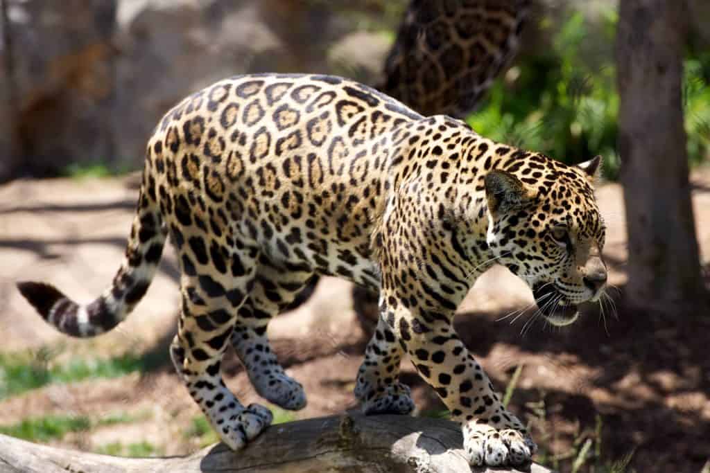 giraffe facts, leopard