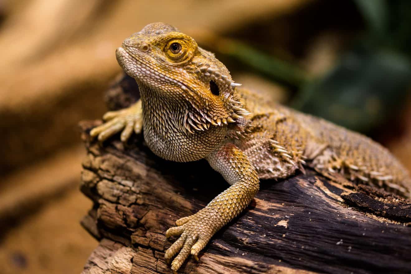 30 Surprising Bearded Dragon Facts You'd Never Imagined