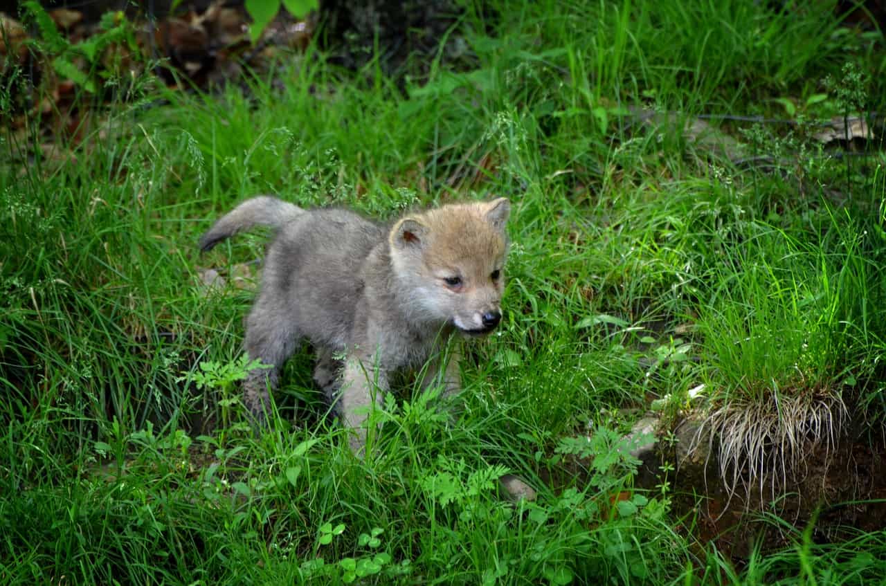 pup, wolf facts