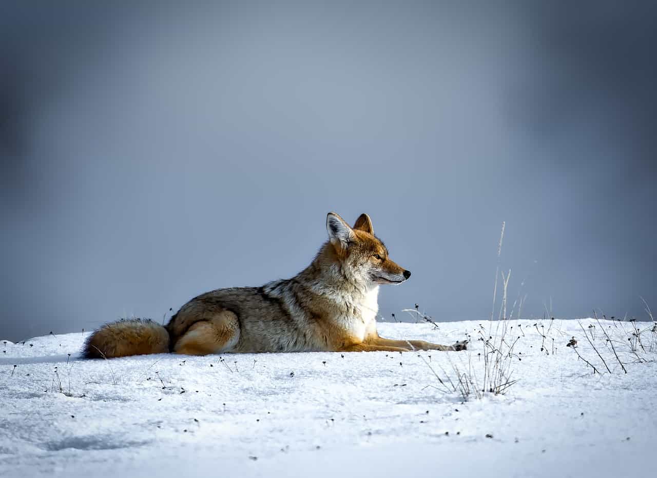 coyote, wolf facts