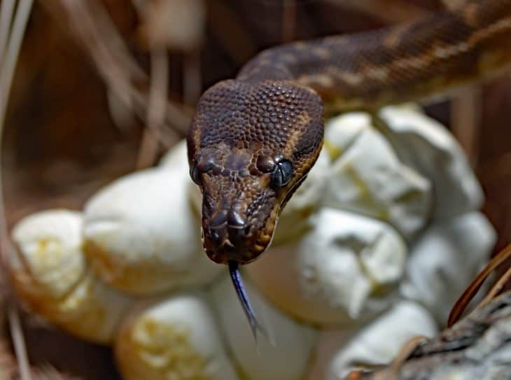 100 Snake Facts That Will Swallow You Whole - Facts.net