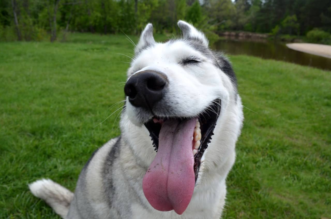 interesting facts about husky dogs