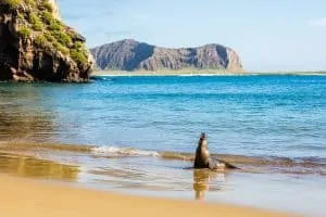 80 Galapagos Islands Facts That Will Surprise You 