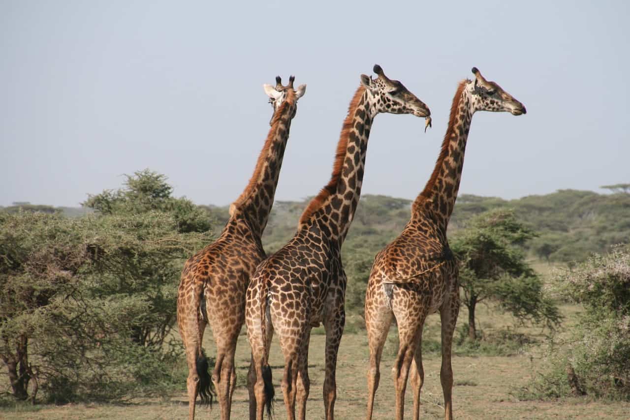 50 Interesting Giraffe Facts That Will Tower Over You