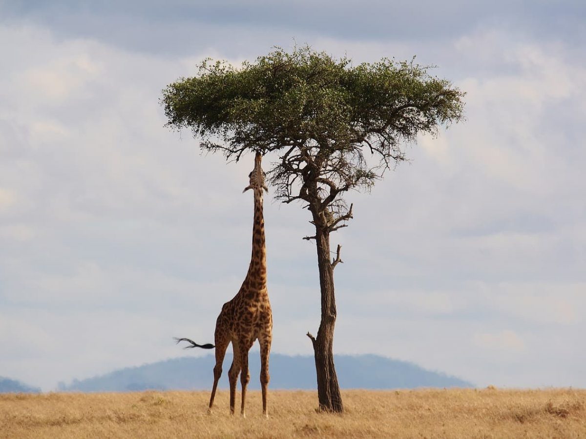 50 Interesting Giraffe Facts That Will Tower Over You