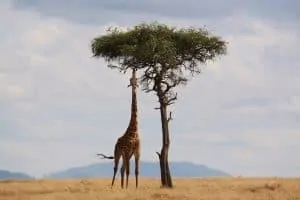 50 Interesting Giraffe Facts That Will Tower Over You