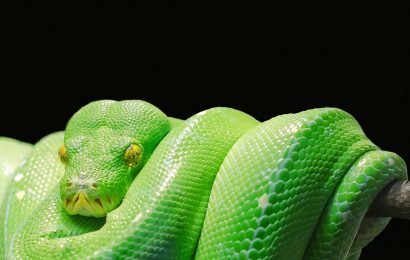 100 Snake Facts That Will Swallow You Whole 