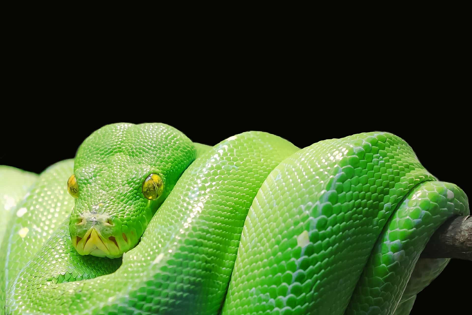 100 Snake Facts That Will Swallow You Whole 
